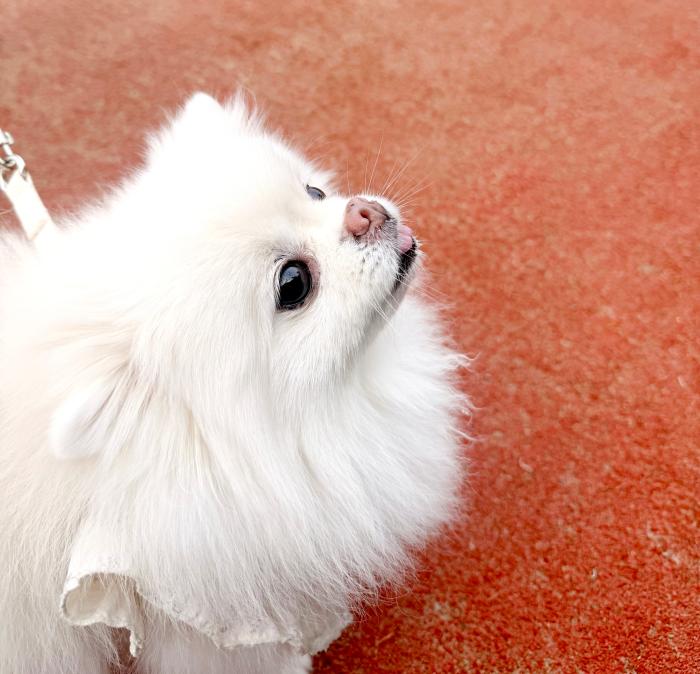 코트에 들어서자 마자 요 녀석에게 의문의 1패를 당했다